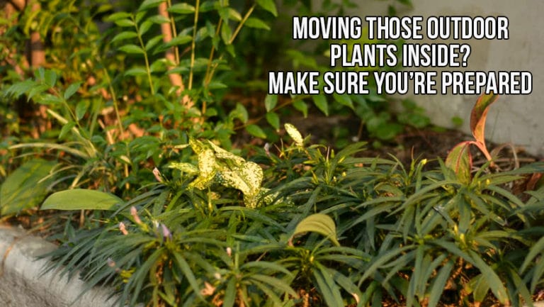 Moving those outdoor plants inside?