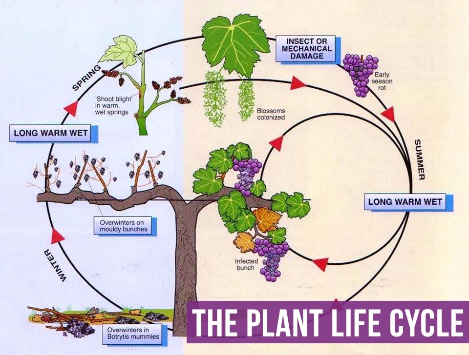 Lesson 7: Food Cycles - Life Cycles: Exploring the lives of Plants