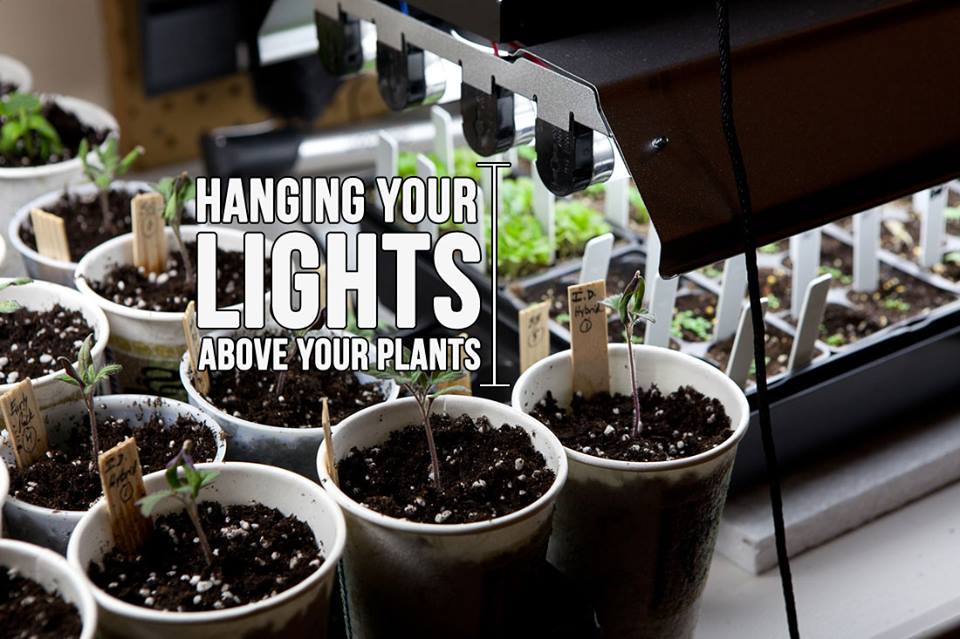 Plantation mørkere Nord Vest How High Should Your Grow Lights Be Above Your Plants?