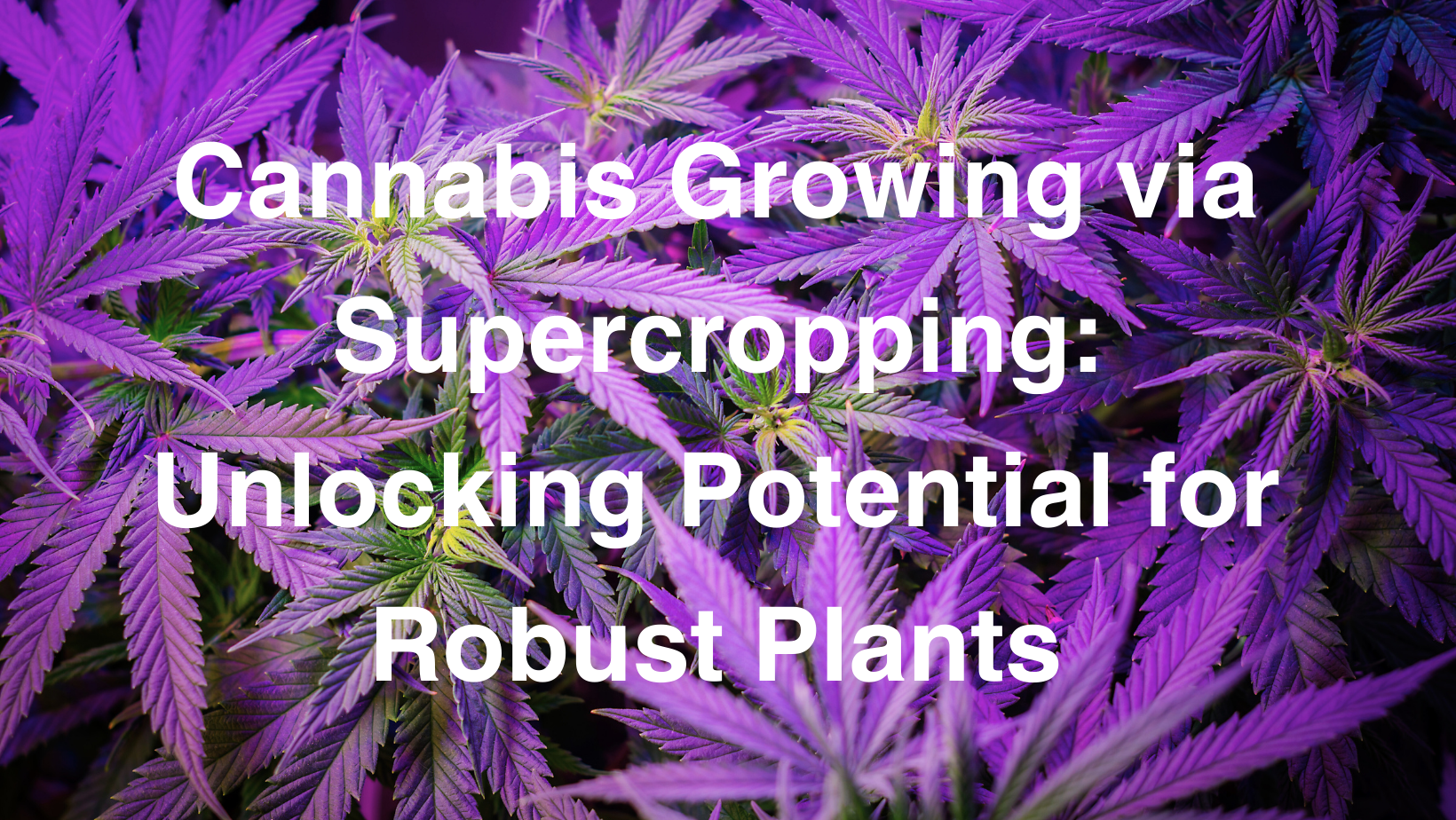 Cannabis Supercropping Guide: Maximize Your Yield