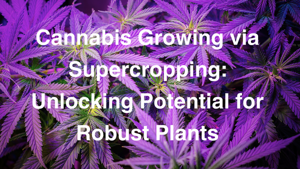a photo of bushy cannabis under purple lighting