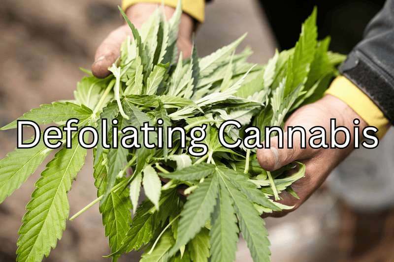 Defoliating Cannabis: Pros and Cons