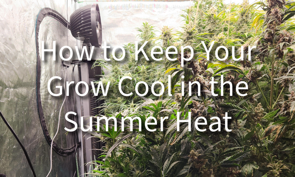 indoor grow tent with a cooling fan and blooming cannabis plants