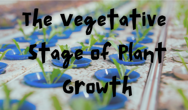 a photo of plants on their vegetative stage