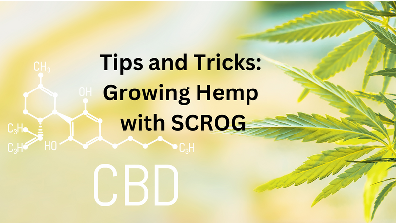 Tips and Tricks: Growing Hemp with SCROG