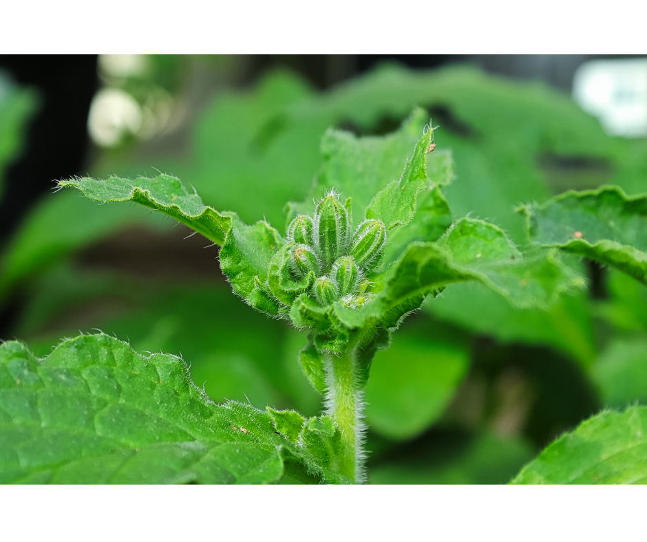 Why Are My Tomato Plants Not Growing? (Growth Secrets) – Humboldts