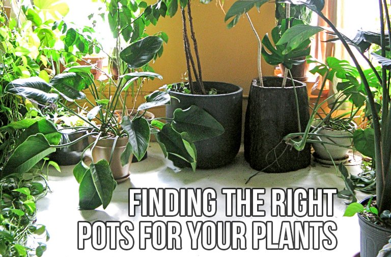 Finding the right pots for your plants