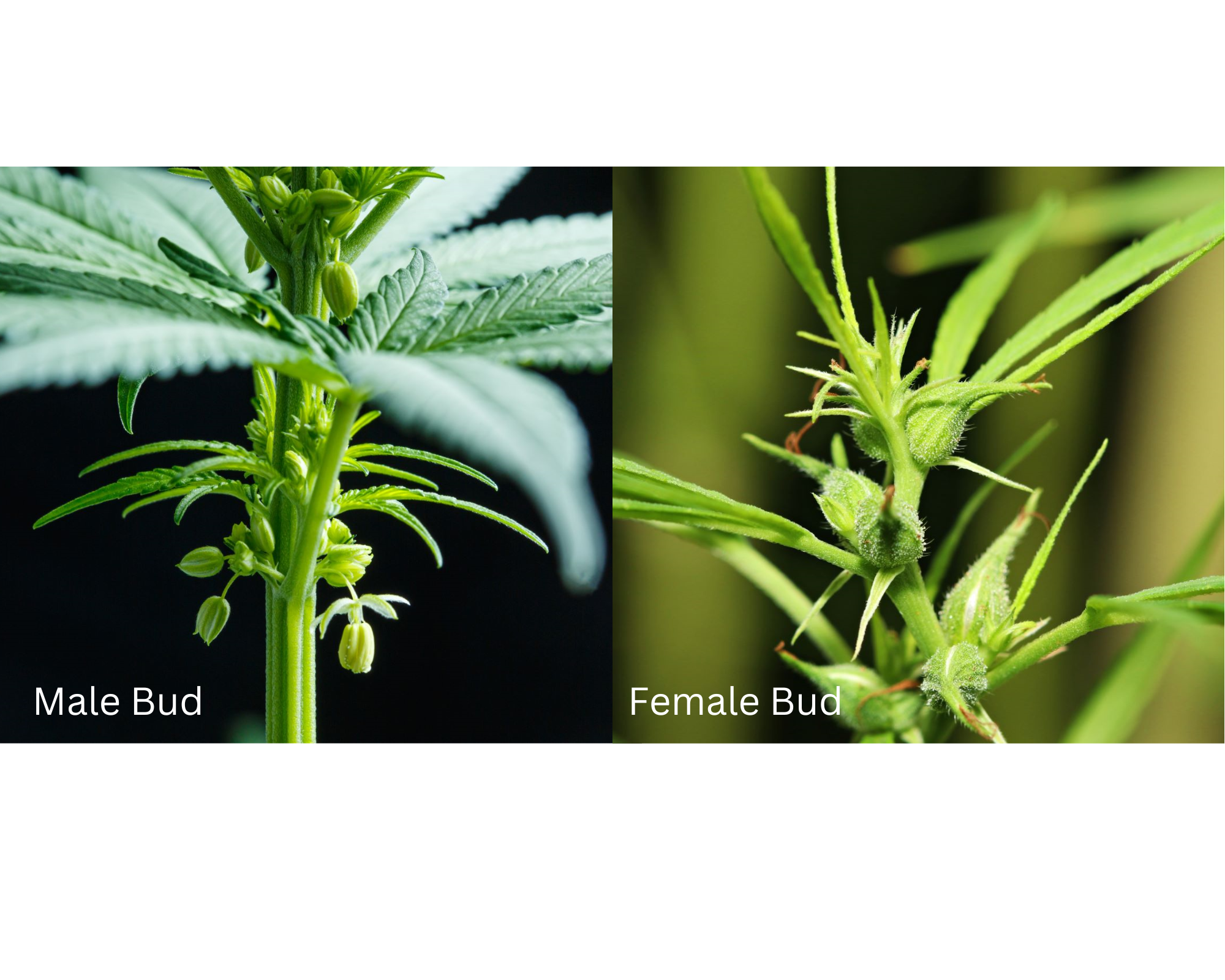Cannabis Male vs Female Buds: Know the Difference | GrowAce