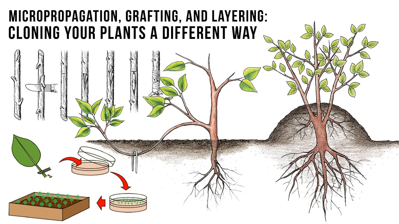 Plant Cloning Process Quick Guide To Cloning Plants TH plant-cloning-process-quick-guide-to-cloning-plants-th