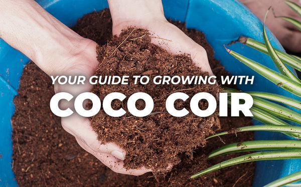 How to Grow Using Coco Coir