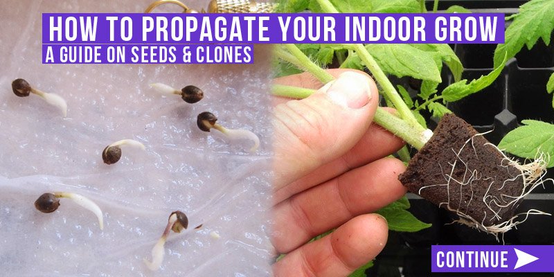 How to propagate your indoor grow: a guide on seeds and clones