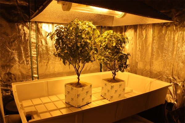 2 plants in pots in a grow room