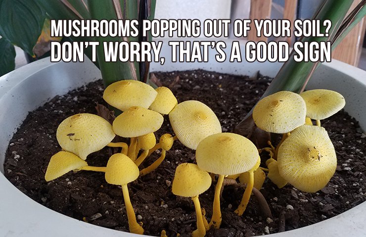 Mushrooms popping out of your soil? Don't worry, that's a good sign