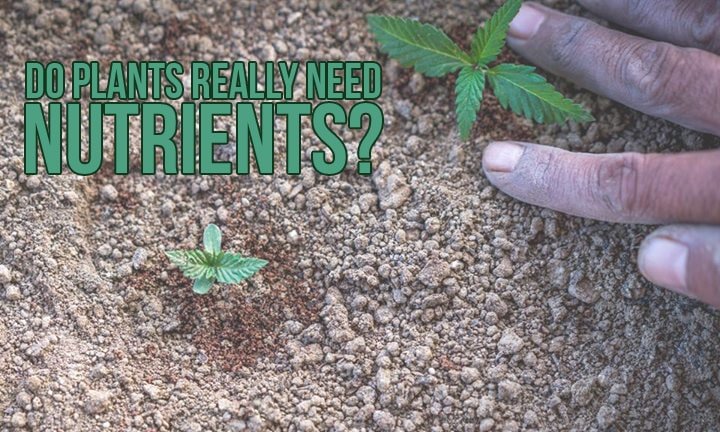 Do plants really need nutrients?