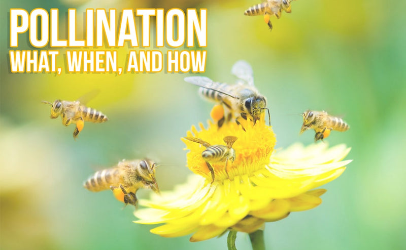 Pollination: What, when and how