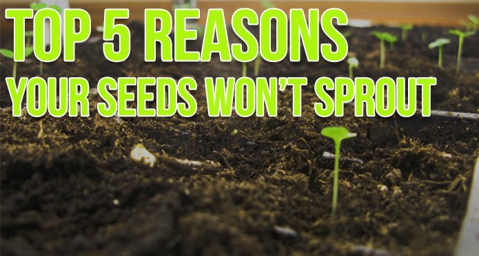 Top 5 reasons your seeds wont sprout