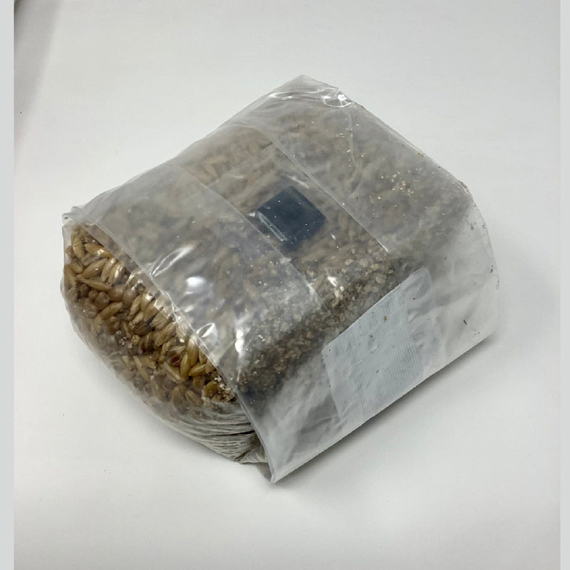 Horticulture Grow Mycology MMC Grain Spawn Bundle Bag