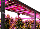 LED Mars Hydro Adlite Series Sample Image 2