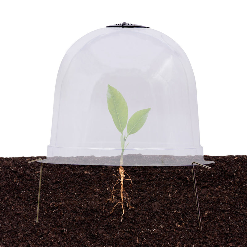 Growing Essentials Yield Lab Garden Cloche Dome - In Use with Plant