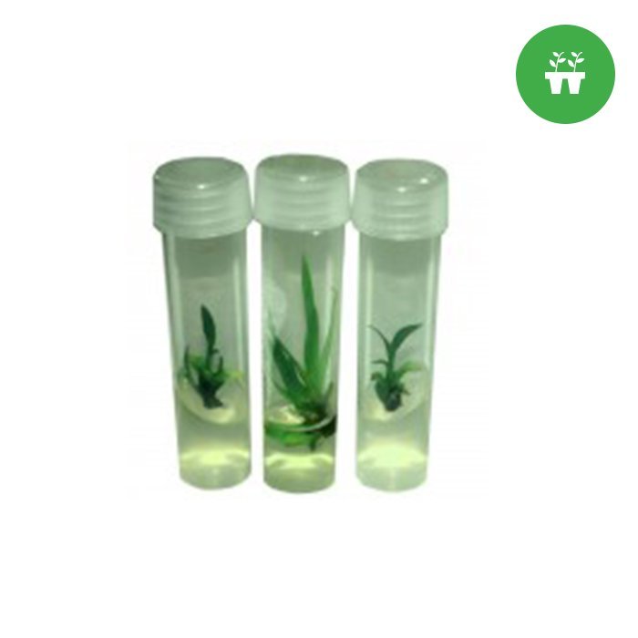 Propagation Tissue Culture Microclone Kit front of two vials