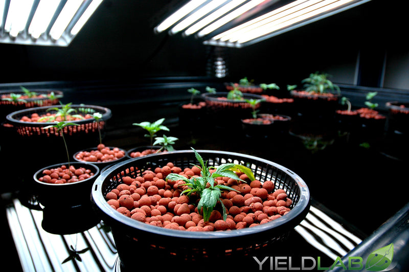 Yield Lab 24w T5 Fluorescent Grow Light Bulbs (6400k), 5 Pack lights over plants