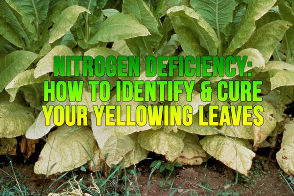 Nitrogen Deficiency: How to identify and cure your yellowing leaves