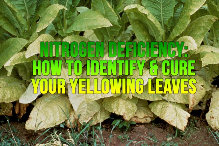 Nitrogen Deficiency: How to identify and cure your yellowing leaves