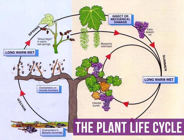 The Plant Life Cycle