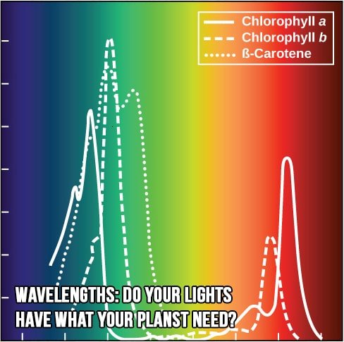 Wavelengths: do your lights have what your plants need?