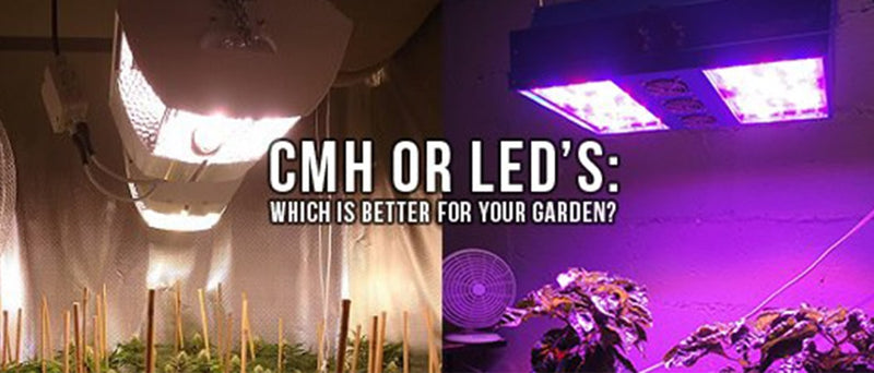 CMH or LED's: Which is better for your garden?