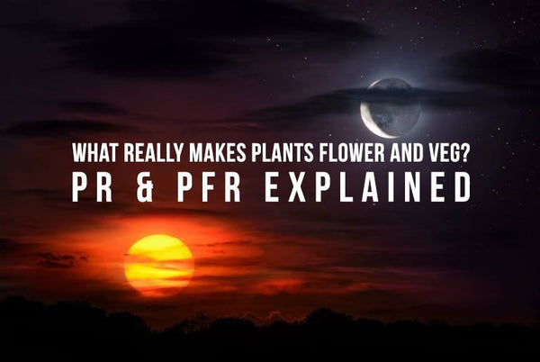 What Really Makes Plants Flower and Veg? PR and PFR Explained