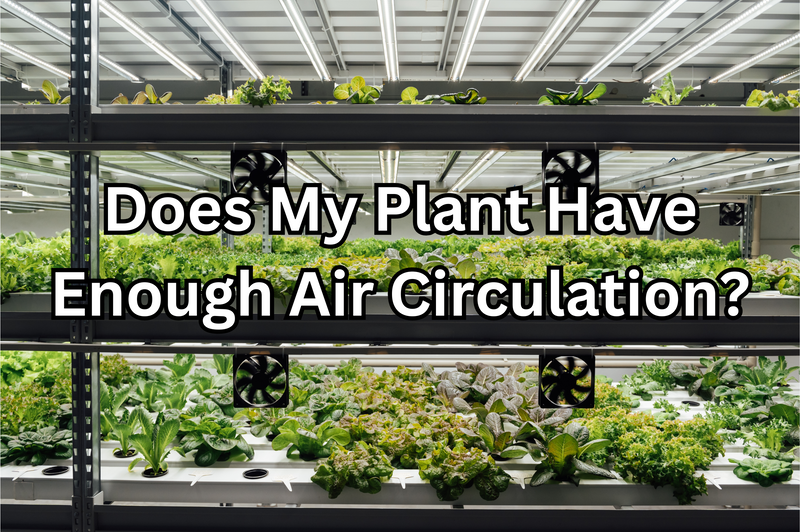 Does My Plant Have Enough Air Circulation?