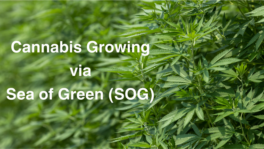 Cannabis Sea of Green (SOG) Method: Maximize Your Yield