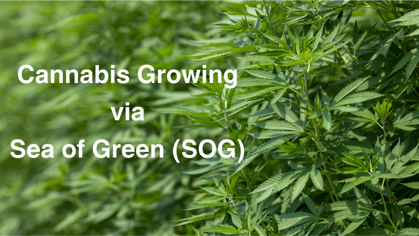 a photo of healthy cannabis plants