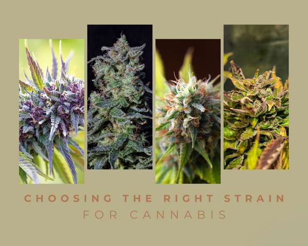a photo collage of cannabis strains in flowering stage