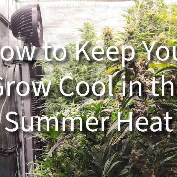 How to stay cool in the summer - Simcenter