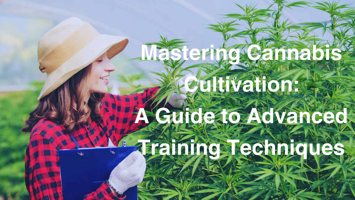 Advanced Cannabis Training Techniques for Higher Yields