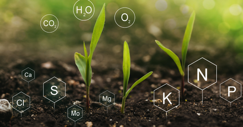 a photo of growing plants on a soil with chemical nutrient symbols around it