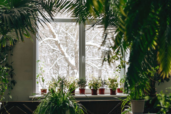 a photo from an indoor garden looking through a window where trees covered in snow can be seen