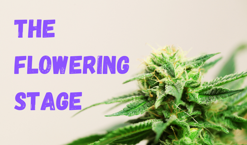The Flowering Stage: Things to Know About and Do During