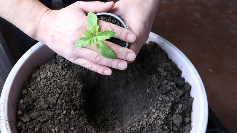 photo of a person's hand transplanting a cannabis plant to a bigger pot
