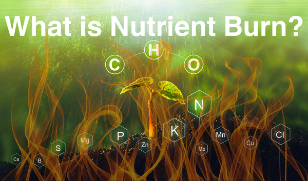 what is nutrient burn?