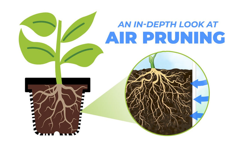 Air Pruning Plants