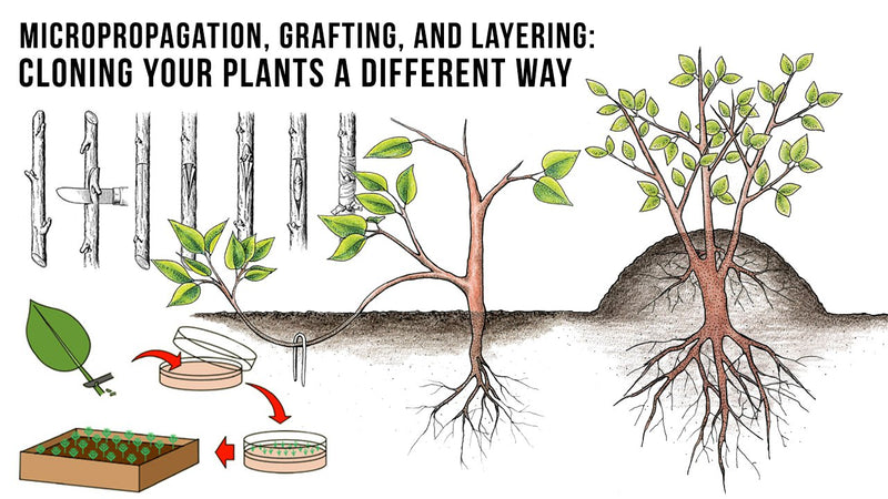 Micropropagation, Grafting, and Layering: Cloning your plants a different way
