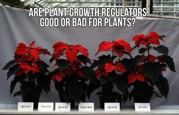 Are plant growth regulators good or bad for plants?