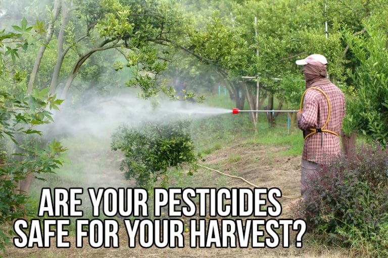 Are your pesticides safe for your harvest?