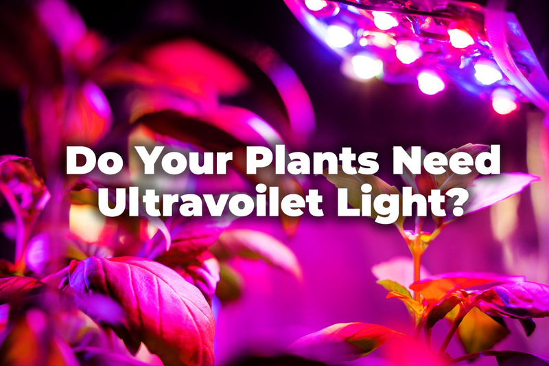 Do your plants need UV light?