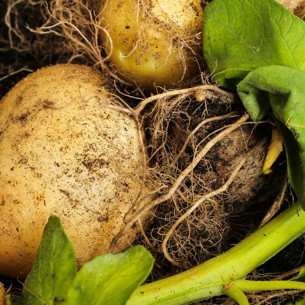 Make Your Own Potato Grow Bag - Gently Sustainable