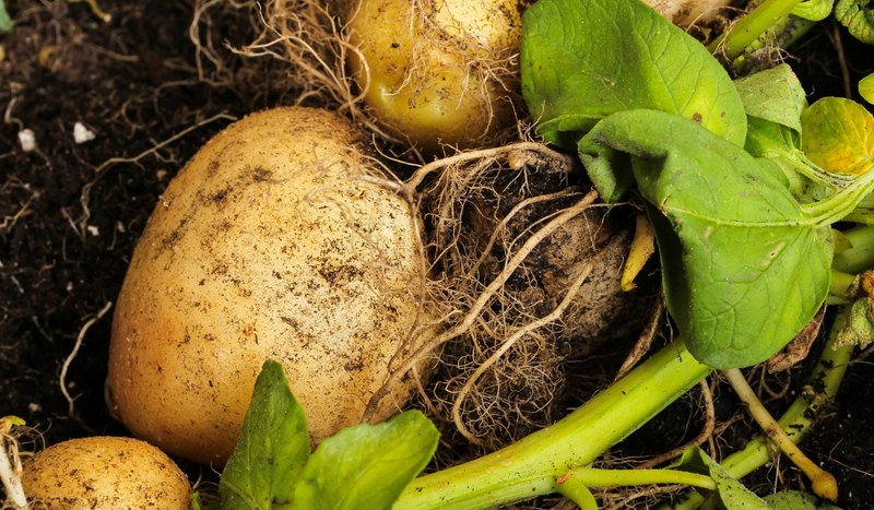 potato growing in soil