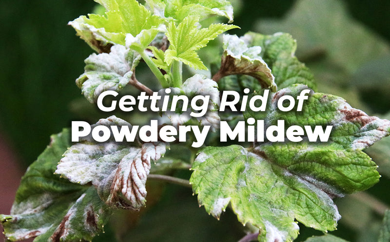 Getting rid of powdery mildew